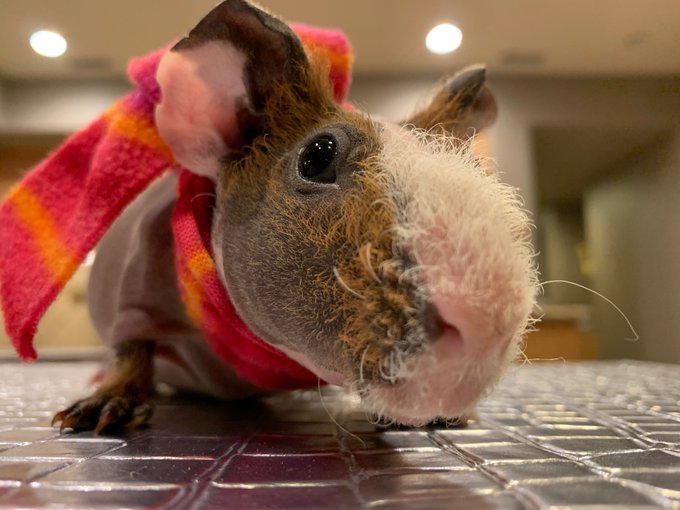 Hope everyone is staying warm, my new baby Stanley the Skinny Pig is doing his best! https://t.co/L5