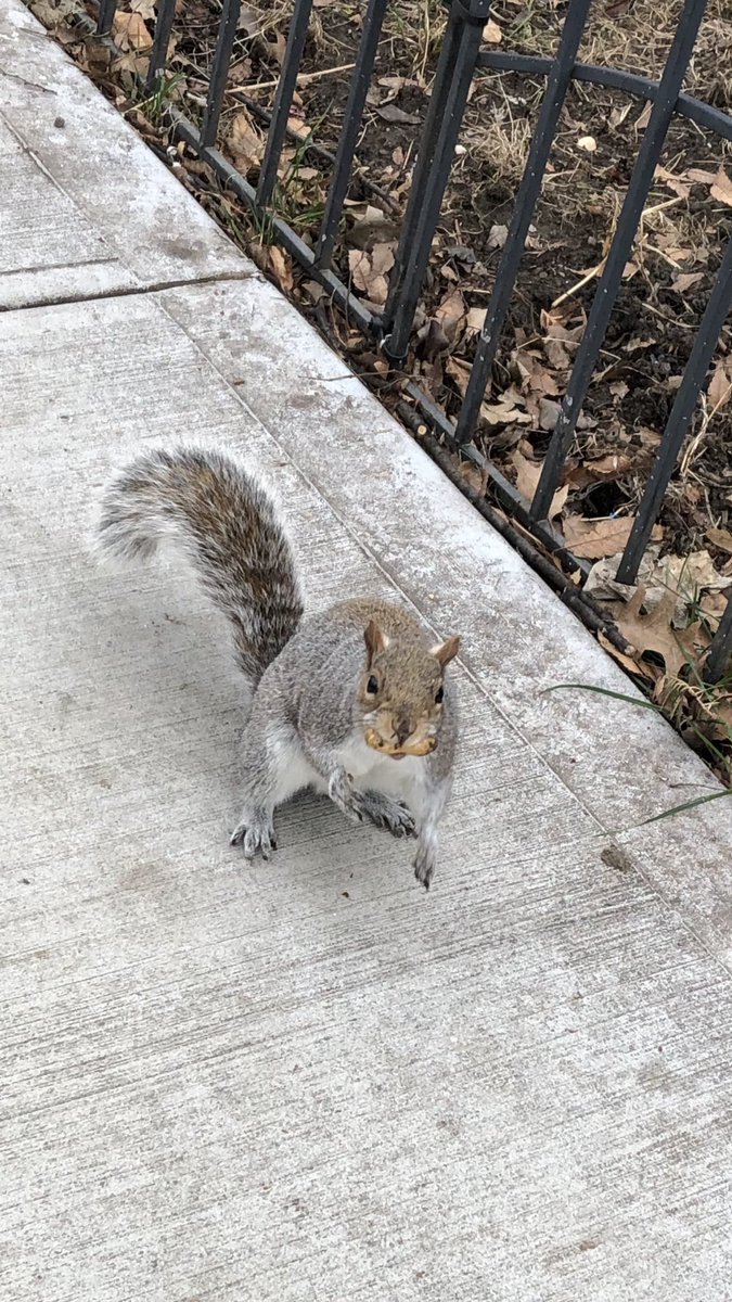 animals_nyc's tweet photo. Show off 🥜 https://t.co/7KKeUmTHnm
