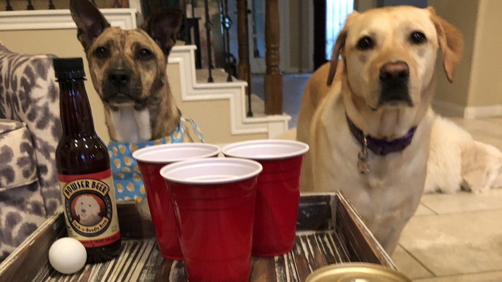bowserbeer's tweet photo. The two are always up for a Pawty. #bowserbeer #beerfordogs https://t.co/4DoOL3vssM