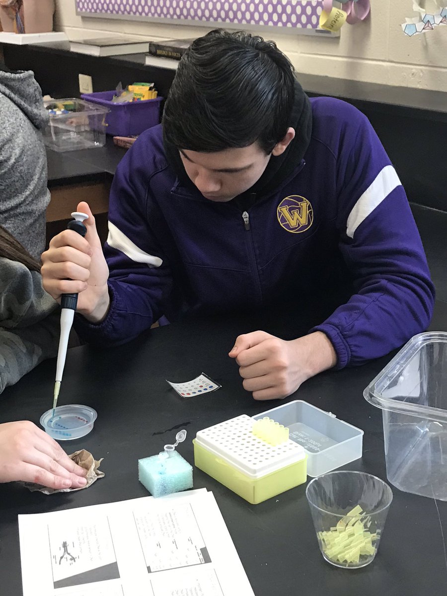 Science_Larson's tweet photo. AP Bio students in 6/7 period practicing their micropipetting and gel loading skills with our @MiniOneSystem practice minilab. We are reading for Thursday’s electrophoresis lab! #ThisIsHowWeAP #APBio_WHS @BulldogLife_WHS https://t.co/87pad2vaLV