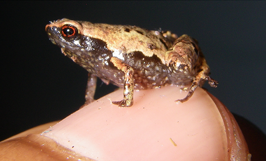 Close up of a Mini mum frog resting atop a human's finger nail. The frog is sitting, facing the left. It has dark brown skin on its underside and light brown skin on its back side. Its eye appears black with a red ring around it.