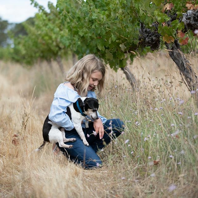 Did you know no pesticides have been used in our Coonawarra vineyards for over 10 years? We grow selected weeds to attract ‘good bugs’, that eat our ‘bad bugs’, so we have no need for pesticides 🌿🕷#koonarawines ift.tt/3b51yT4