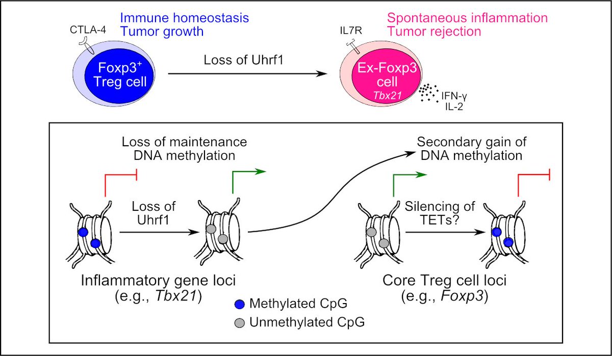 1/ New insights into control of #tregs by #DNAmethylation from #SingerLab. #epigenetics @luisamnMD @NMPulmCritCare 

Check out our new preprint on @biorxivpreprint:  biorxiv.org/cgi/content/sh…
