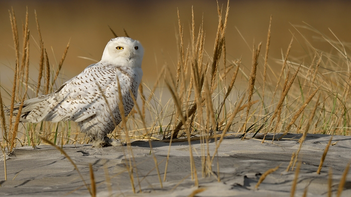 duncraft's tweet photo. #SnowyOwls "Throughout their lives, the owls are in constant motion, rarely nesting or wintering in the same place twice."
Understanding the Nomadic Habits of Snowy Owls at https://t.co/4OlkS4pO42 #CoolGreenScience https://t.co/wLaYJnGsJn