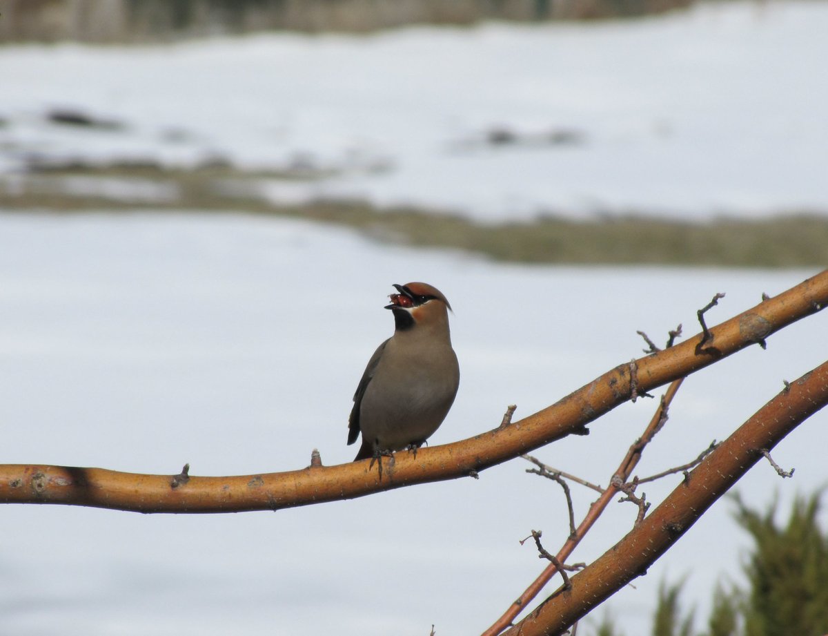Bohemian waxwing perched on branch while swallowing dried fruit