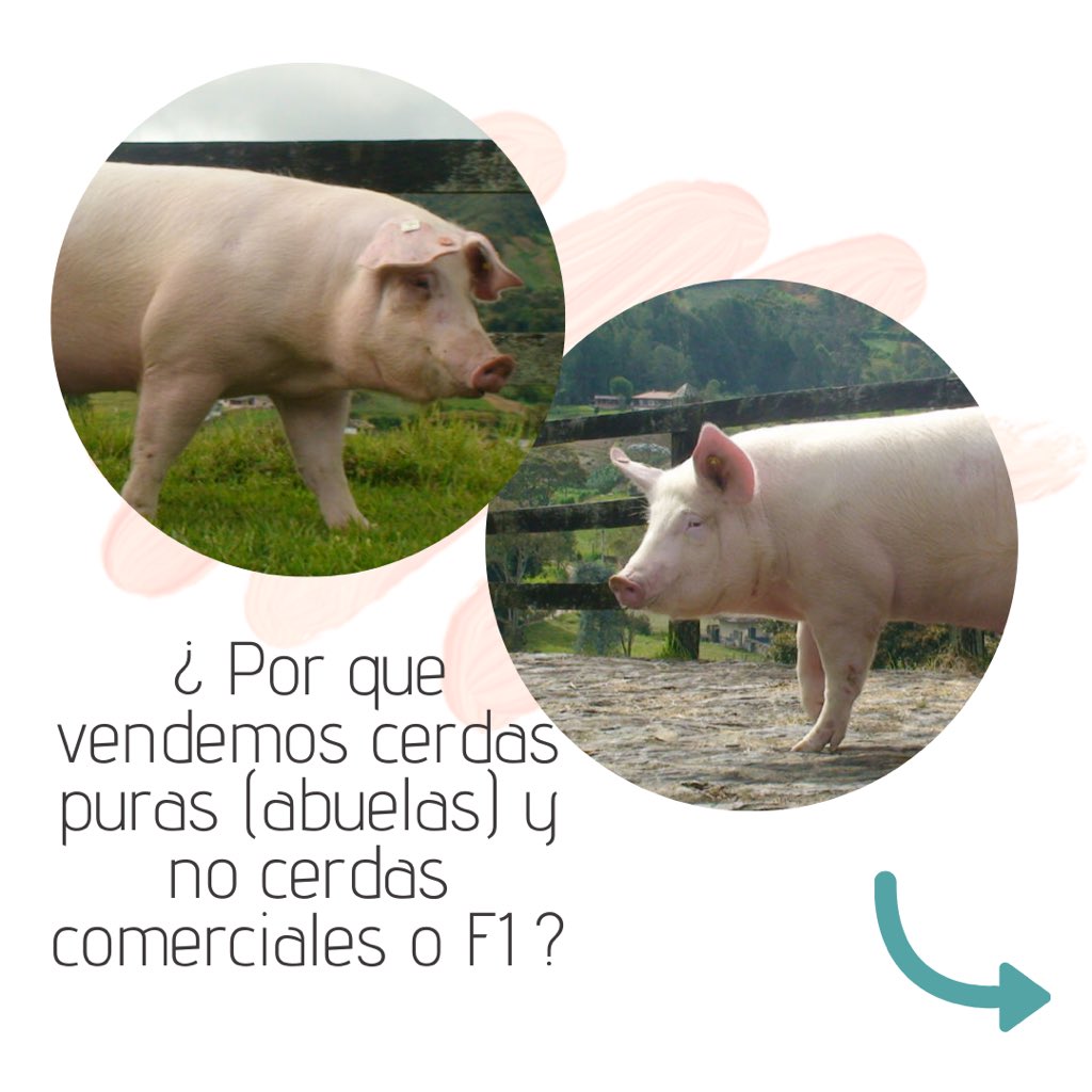 GENAGROCOL's tweet photo. Nos han preguntado en varias ocasiones porque vendemos abuelas y aquí les hacemos una muy breve explicación... 📤
.
.
.
#cerdos #porcinos #porcicultura #porciculturacolombiana #altagenetica #porciculturasostenible #cerdospuros https://t.co/qgfZTrk3iC