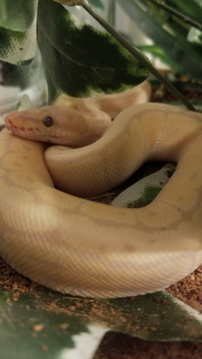 Kunipshun_Fit's tweet photo. Squeezieboi is getting ready to shed. @MKunipshunfit #ballpython #pythonsnakes #snakekeeping https://t.co/lkC64eK1Ud