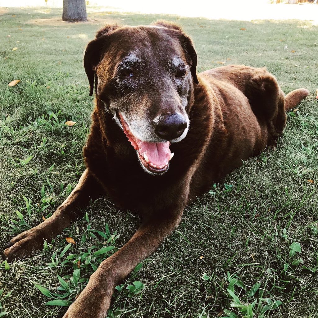 Until we meet again ❣️ RIP Riley girl.