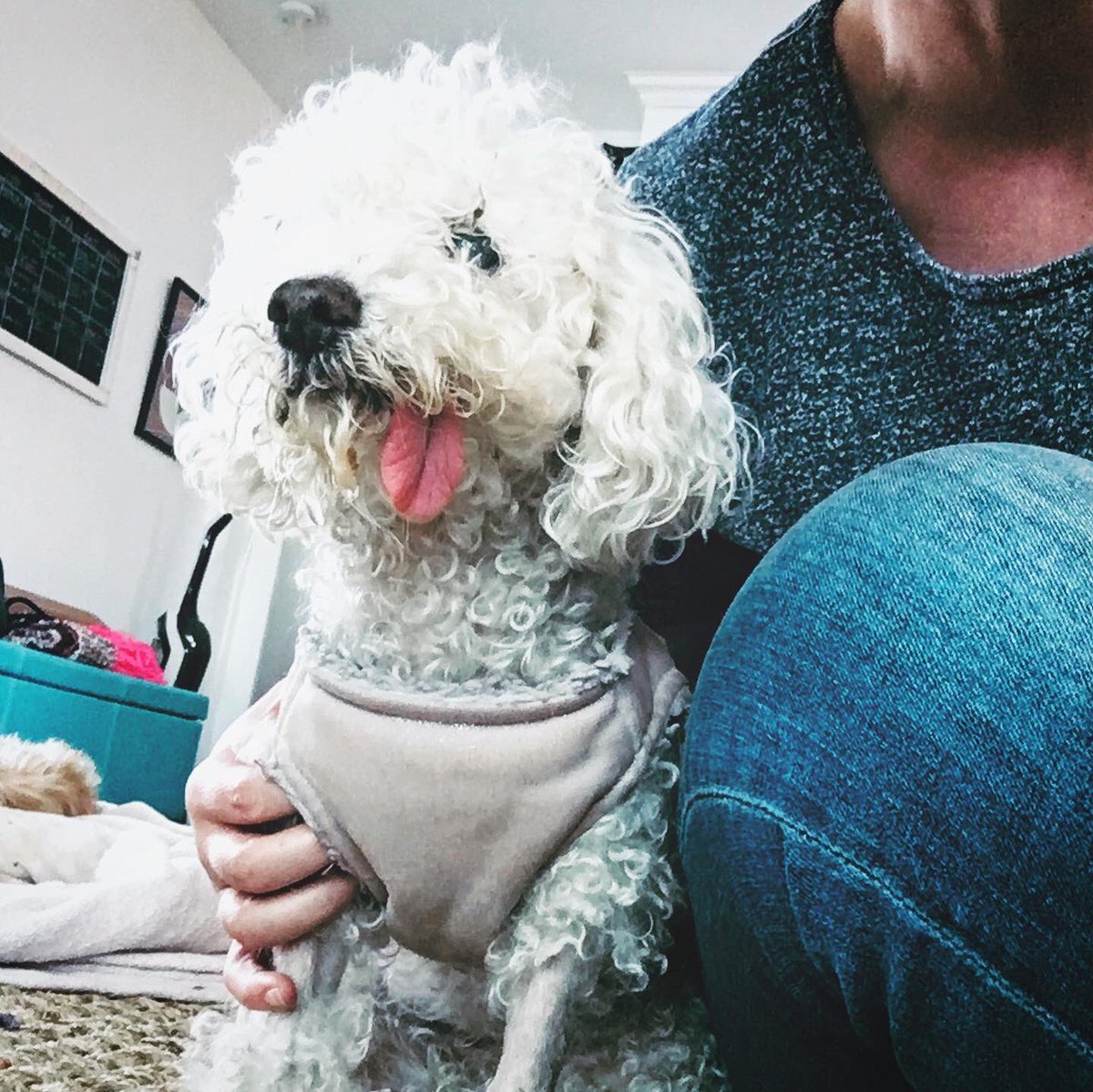 DogBuddyLA tweet media