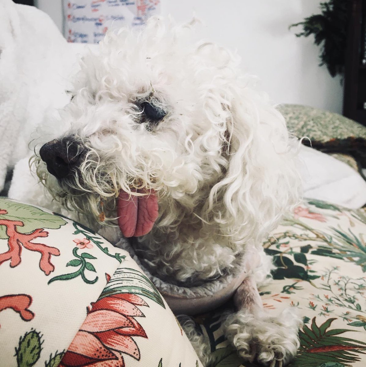 DogBuddyLA tweet media