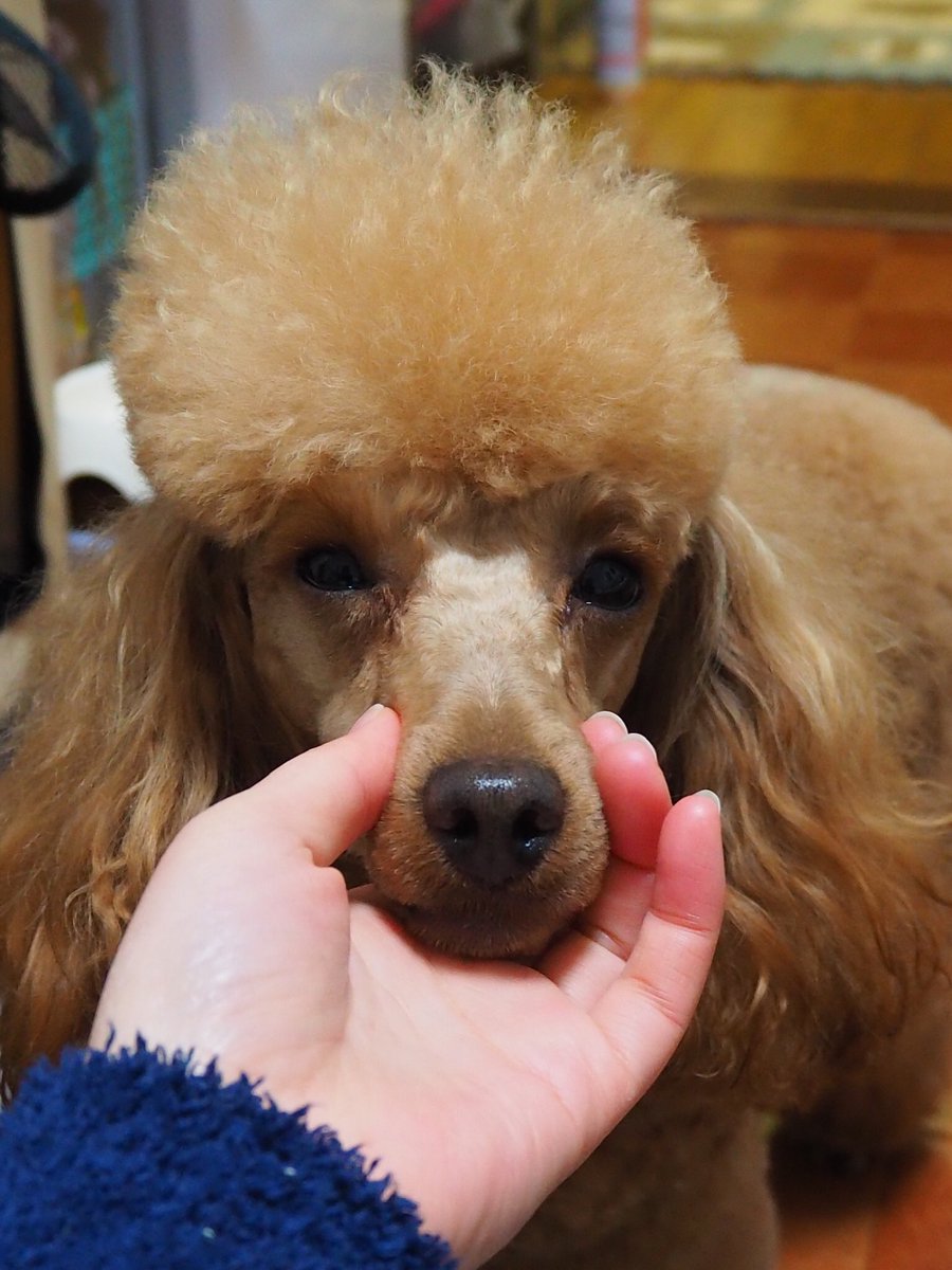 Miha 可愛い トイプードル ラムクリップ 犬 トイプードルレッド