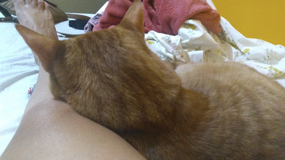 Um gato com a cabeça vista de trás, deitada sobre uma perna de uma pessoa. Também uma bagunça de cobertas ao fundo.