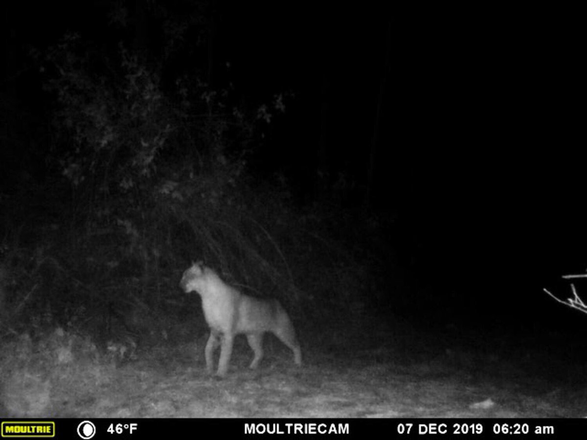 Lindsay Thomas Jr. tweet media