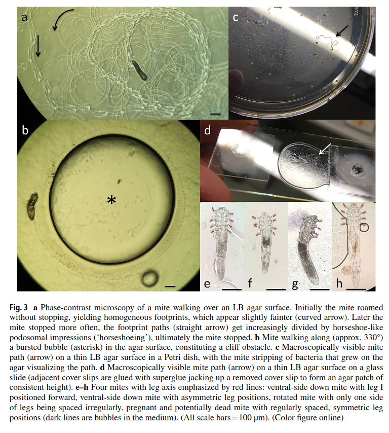 Fig. 3. Mite footprints/tracks and what it looks like not seen through a microscope.