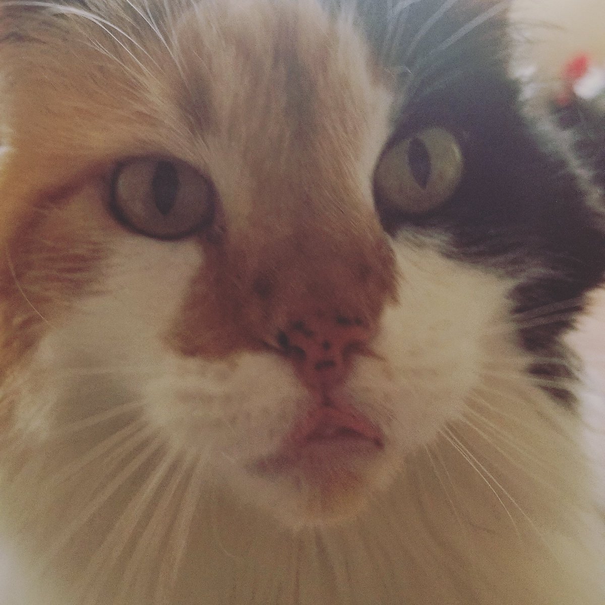 Pawsitivedenver's tweet photo. https://t.co/uopPK2MudP