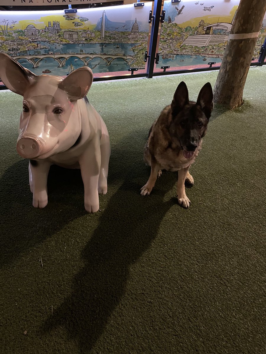 K9Fyba's tweet photo. Not sure what this thing is next to me but dad thought it was funny to take a picture of me next to it. 🐕🐾🐷 https://t.co/fO2S6zD83g