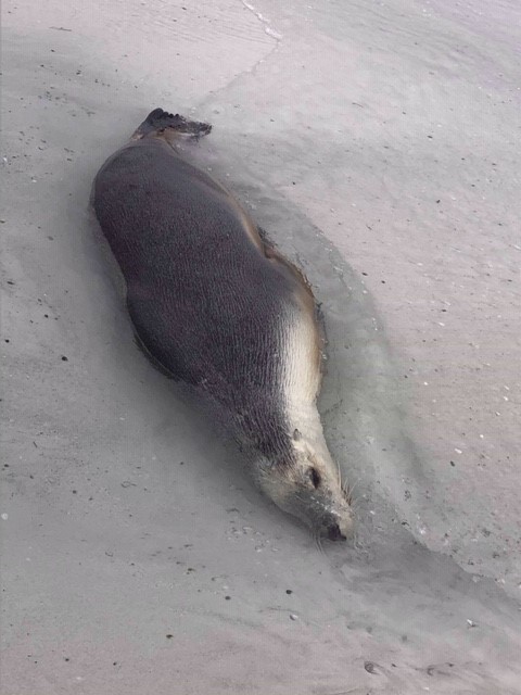 WAParksWildlife's tweet image. WE NEED YOUR HELP

Tests have confirmed that an Australian sea lion found at Cheynes Beach near Albany over the weekend died as a result of wounds inflicted with a firearm.

Australian sea lions are listed as a threatened species. Contact the department with any info on 9842 4500