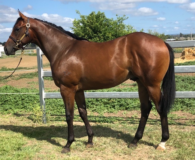 GrandviewStud's tweet photo. Lot 467 at the @inglis_sales 2020 Classic is this colt π by champion 2YO in Singapore SUPER ONE from SIMPLY FANTASTIC, half to 3 stakes winners. QTIS & BOBS eligible.
π https://t.co/U6B7IQin2h
π Parades from tomorrow in Barn G
#InglisClassic #CountdownToClassic #YearlingPrep https://t.co/C2W40Oef3f