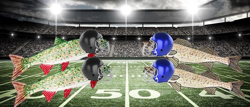 Lake trout and walleyes wearing football helmets