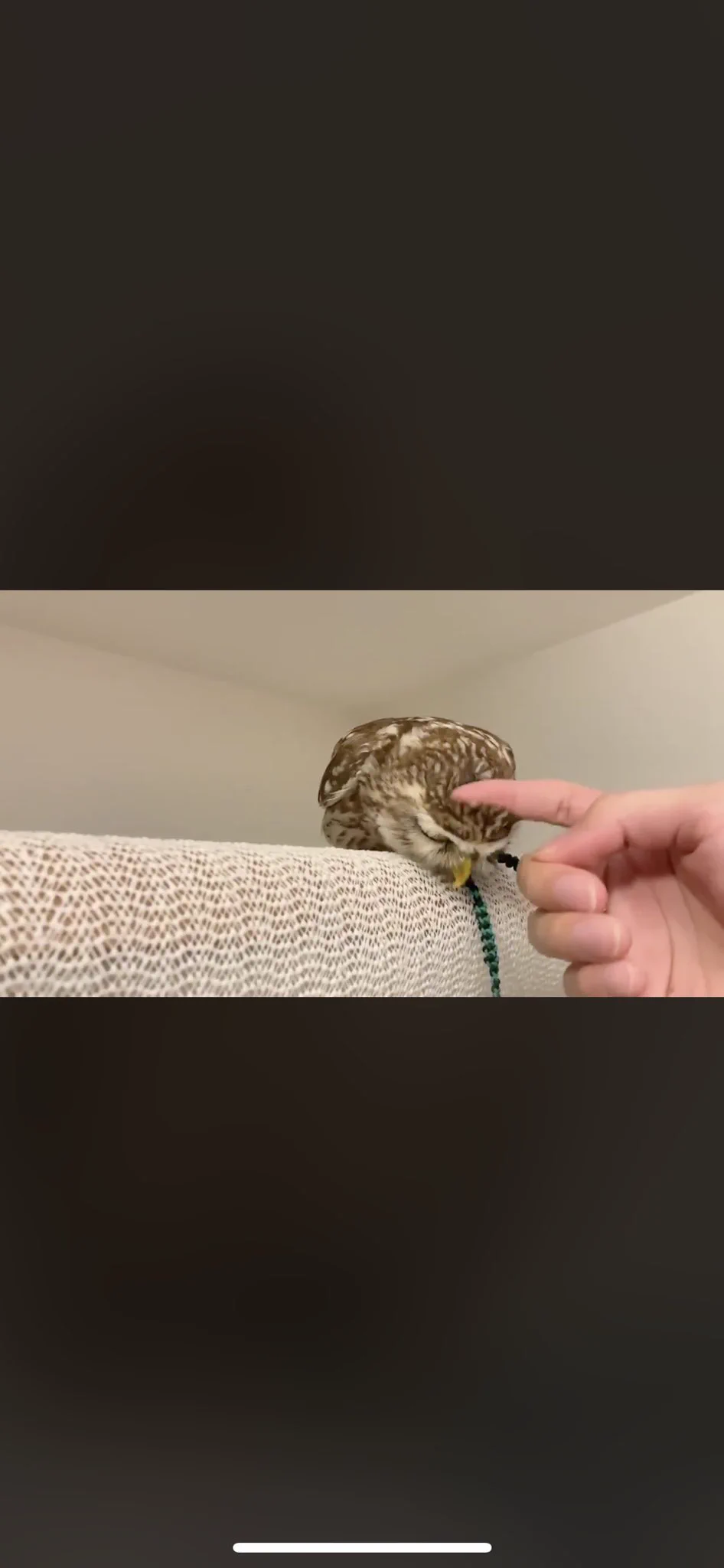 @OwlShannon 首元じゃないの！ここ！て、要求する仕草可愛いすぎませんか？
( ´艸｀) 