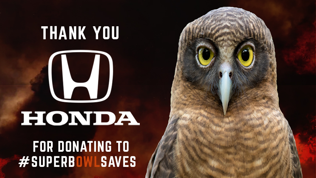 Superb Owl Saves 🏈🦉🔥 tweet media