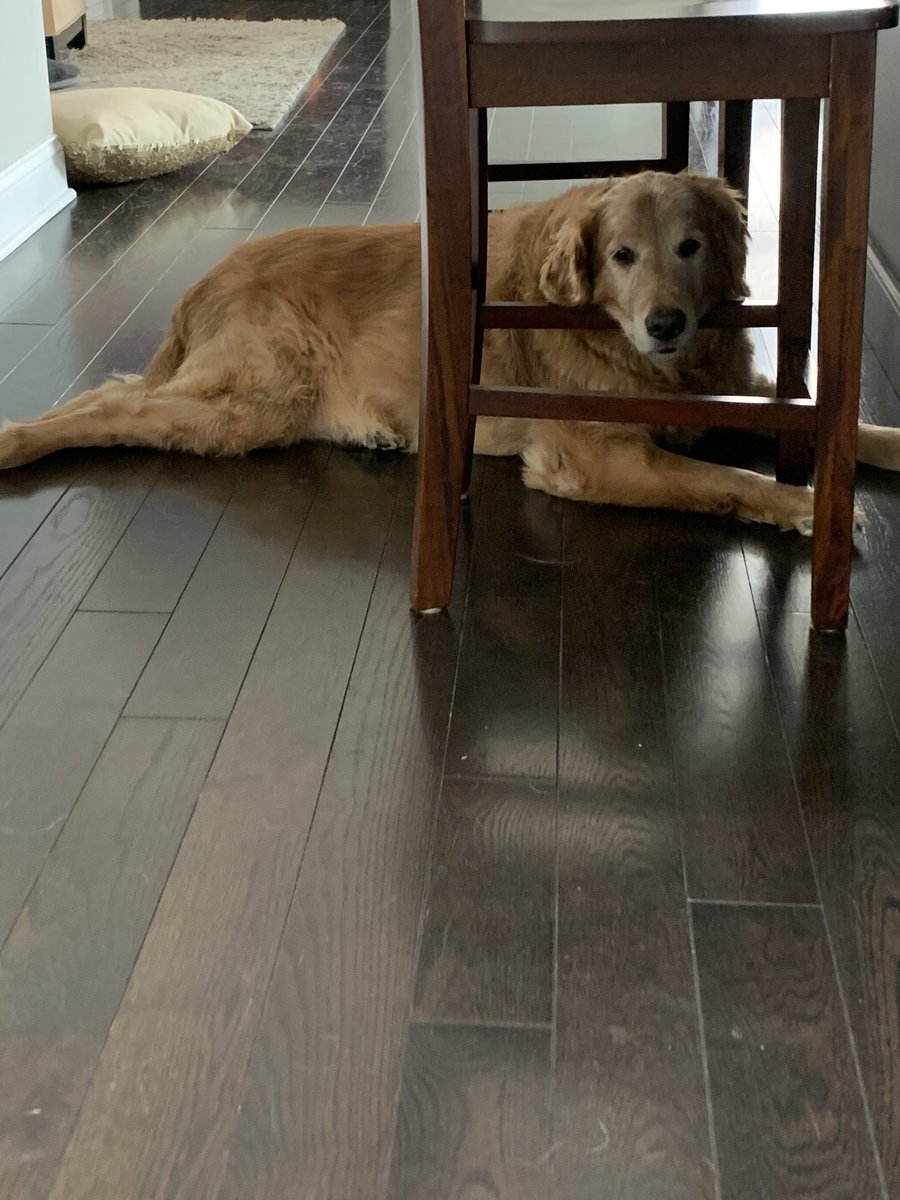 Meg0keefe's tweet image. This guy is a rescue and makes me smile each day. #PetsMakeaDifference #scout #SuperBowl