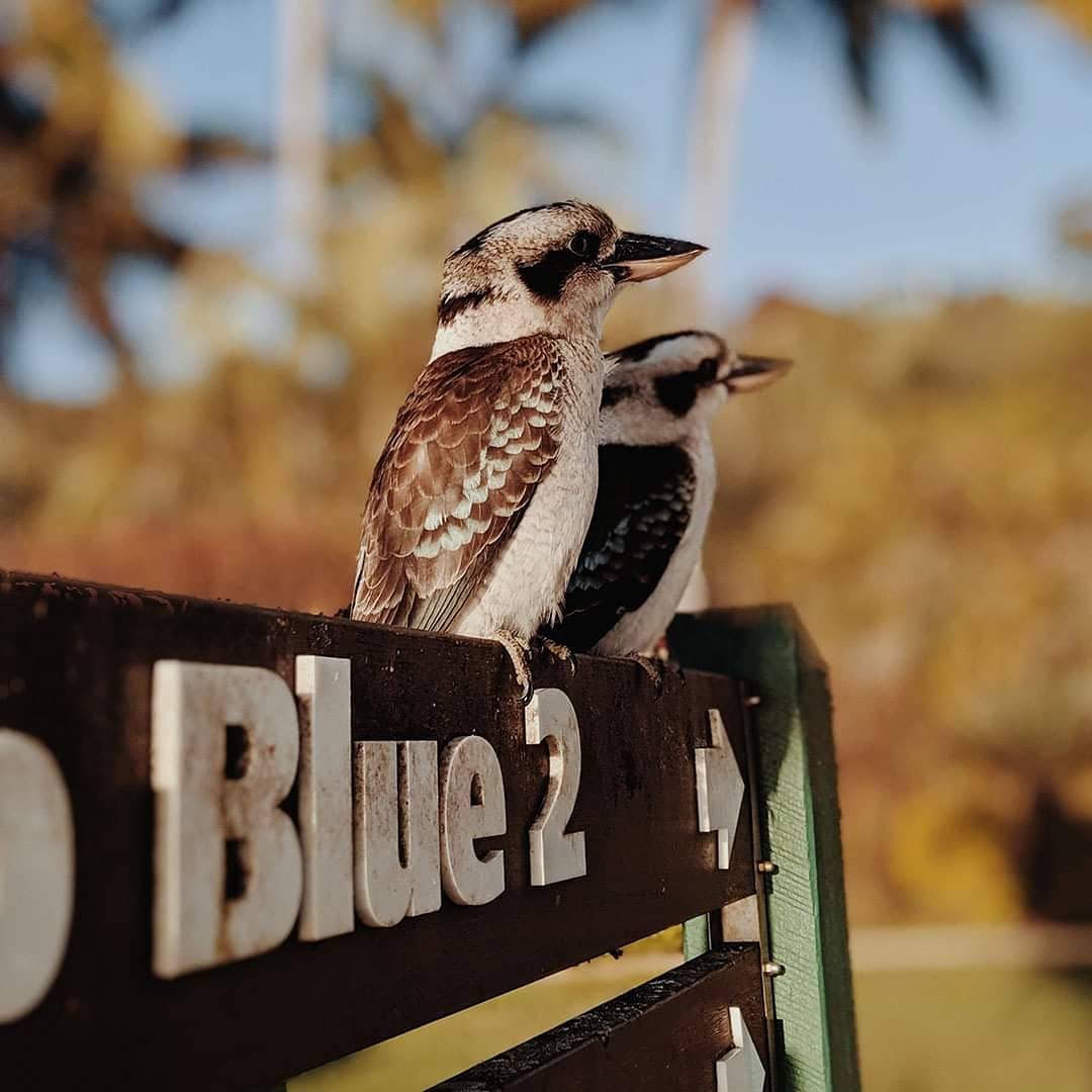 CheapiFlyFares's tweet image. The Love Australia Sale is on now 🇦🇺❤! 

Let's explore our great land for less. You can now book a spontaneous getaway or plan a special short break with @Qantas 👉ifly.net.au/qantas 🦘🐨. 

Hurry, sale ends 11.59pm (AEDT) 10 February 2020, unless sold out prior.