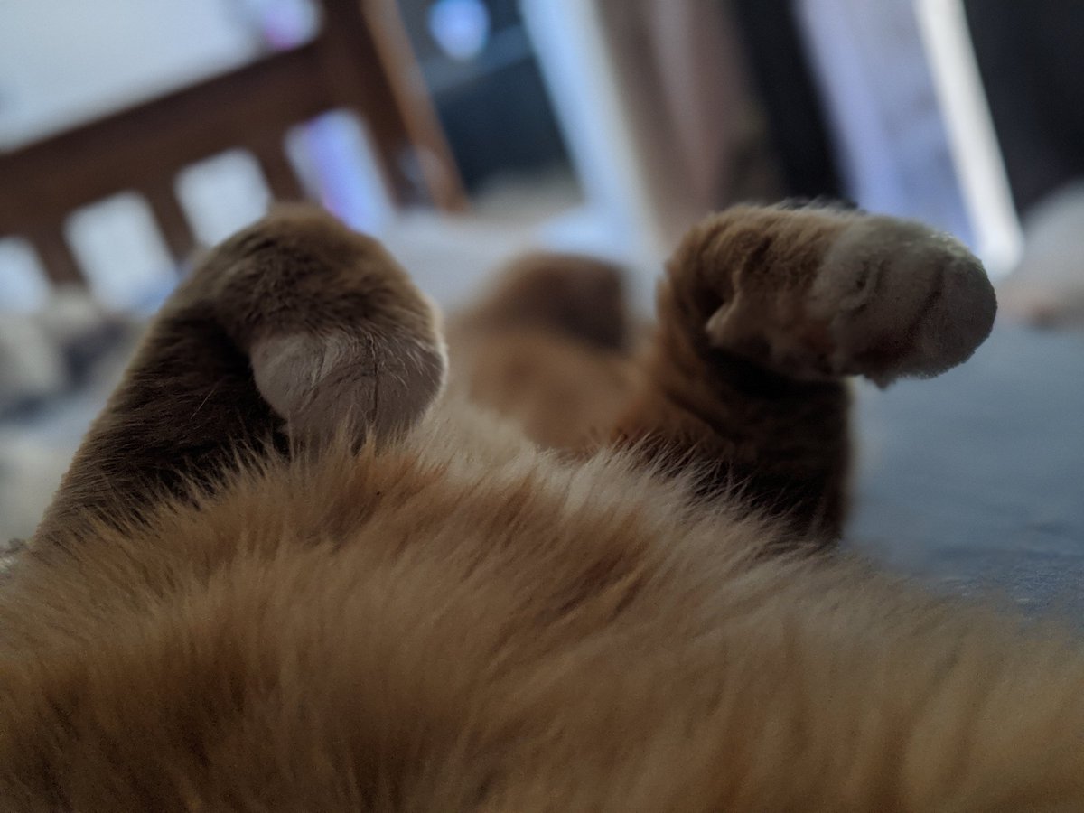 An artsy picture of bilbo lying on his back showing just his belly and his front paws, with his head out of focus. He says "I'm cosy!"