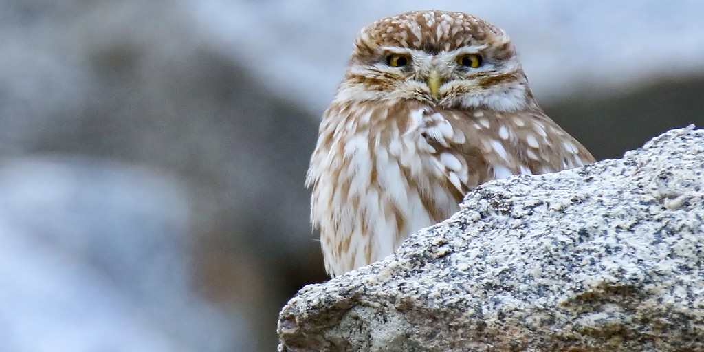 A Little Owl is perched atop a light gray boulder staring toward the viewer. It has a small, yellow beak, and mottled white and brown plumage. It appears as if it is puffing its chest and squinting its eyes at the viewer. 