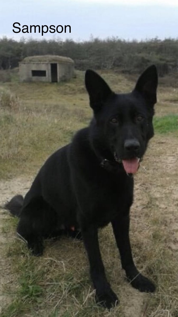 VistarSec's tweet image. We would like to introduce to you the newest member of the family, retired police dog Sampson. 🎉