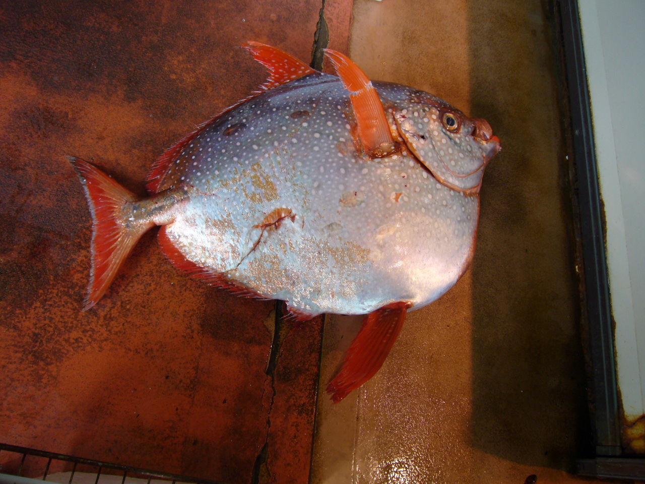 いわき ら ら ミュウ 本日 加藤商店にて珍しい魚を入荷しましたよ その名は マンダイ 大きさは軽く１ｍはあります 名前からマンボウやタイを想像しますが 無関係ｗ リュウグウノツカイの近縁種に当たる深海魚だそうです 熟成させ 休館日明け
