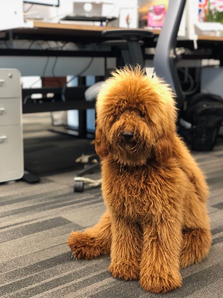 Larsonomics's tweet image. #PetsMakeaDifference 🐶 ❤️