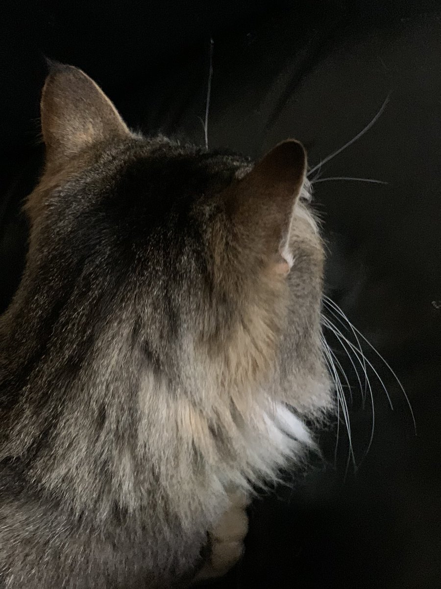 Peter Hitchener tweet media