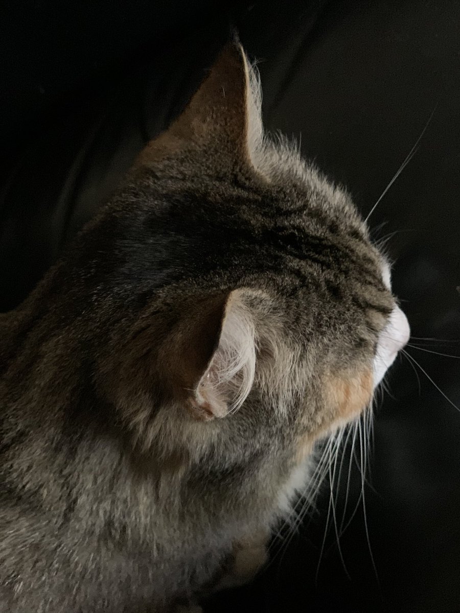 Peter Hitchener tweet media