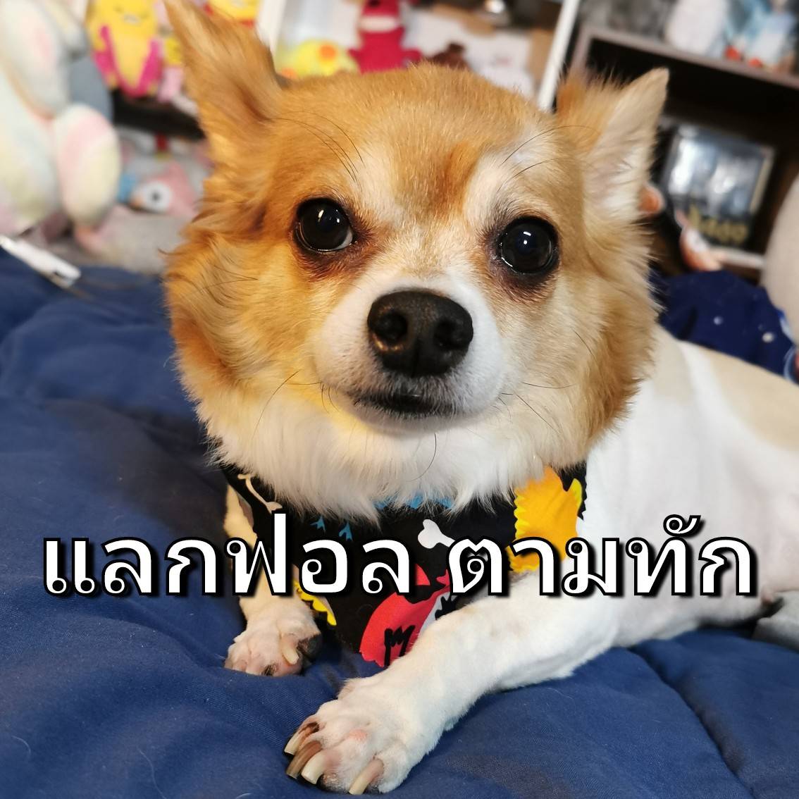 🐾ตี้แก้มตุ้ย✨รีพินให้ตี้!! tweet media