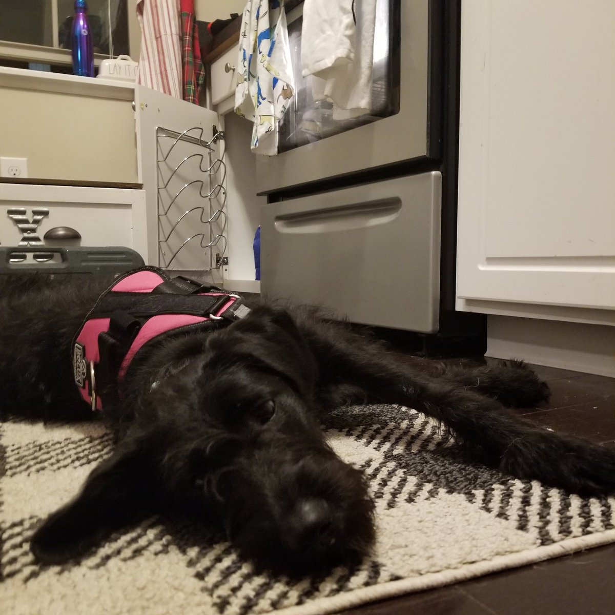 kmcrites's tweet photo. #5GThatWorks #contest Winnie wants better pictures taken https://t.co/QvBB5kOF0T