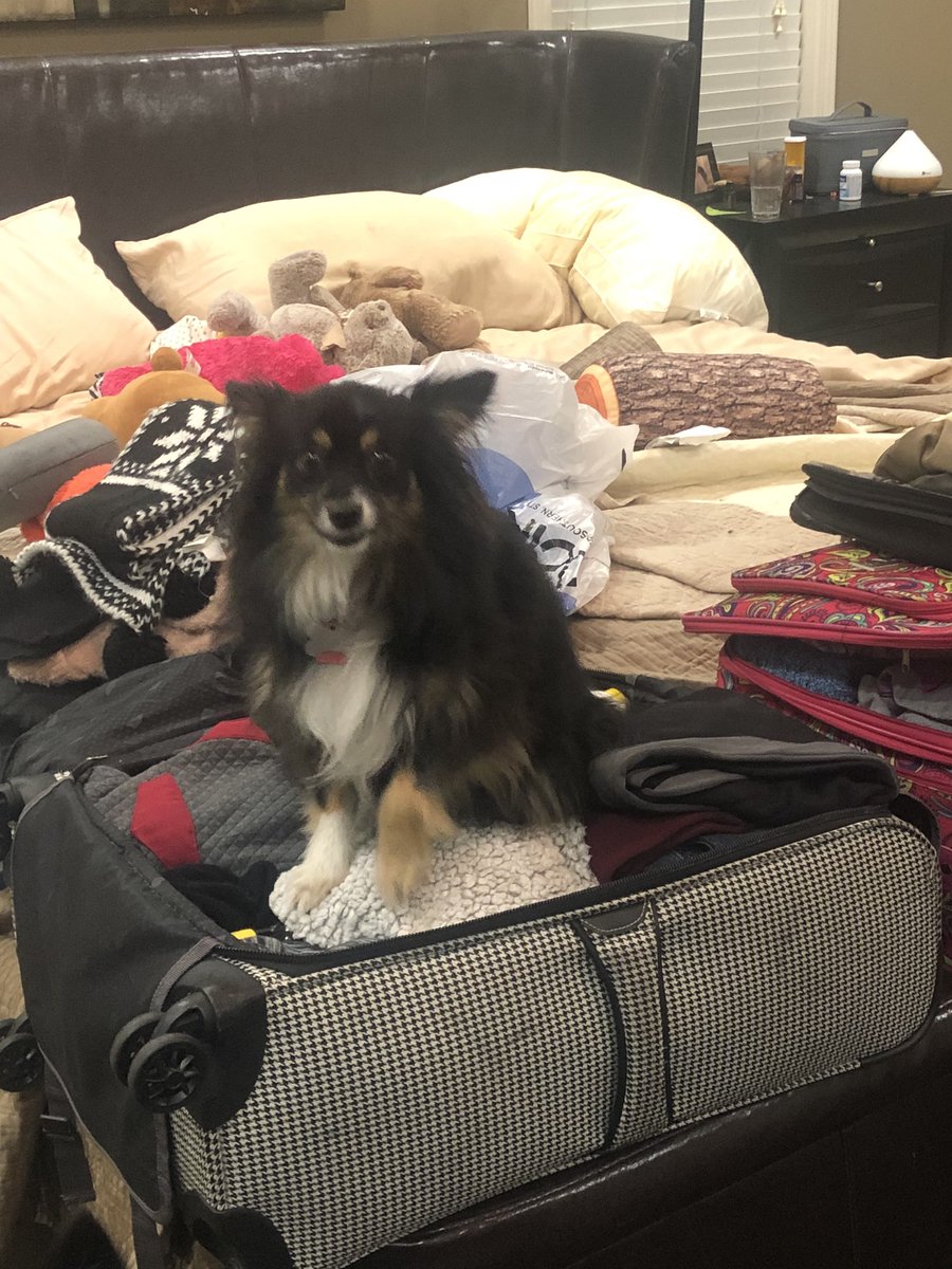 TravelsEndless's tweet photo. Does anyone elseโs dog pout when they know they are being left behind ๐คทโโ๏ธ is she trying to prevent me from packing? #spoileddog #princessdog #poutingdog #leftbehind #packing #earlymorningflight #leavingonajetplane #traveltribe https://t.co/n4vyyTYEYF