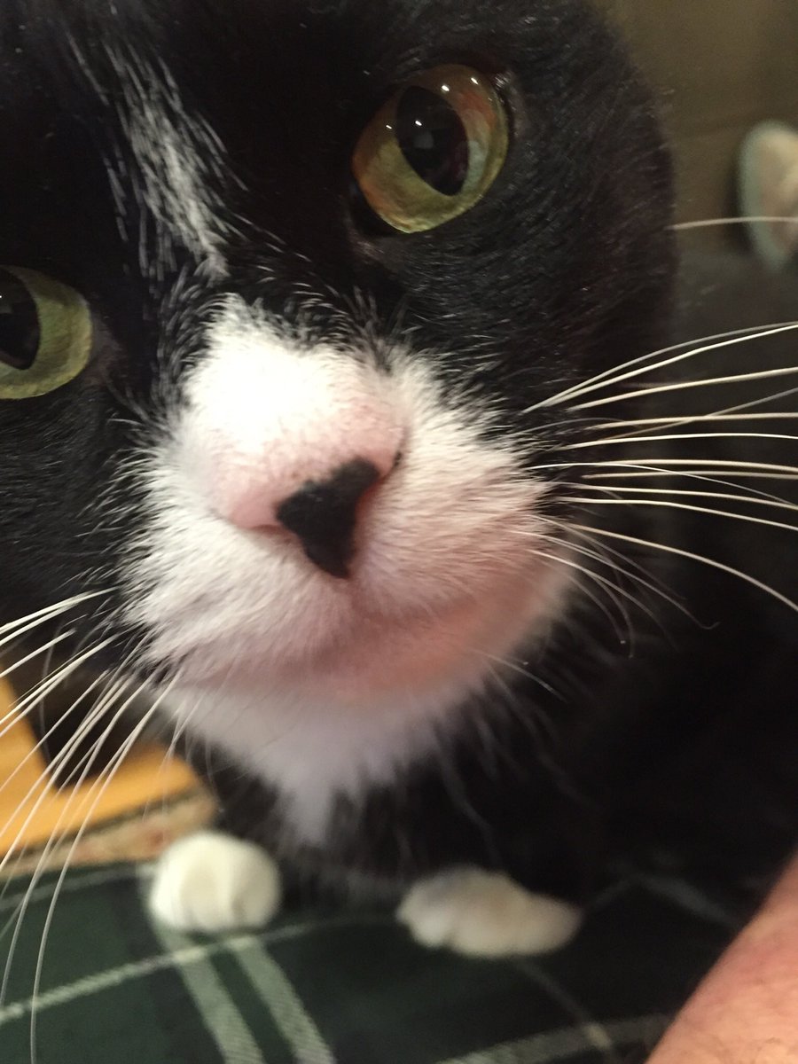 Tinyte13's tweet image. #PetsMakeaDifference