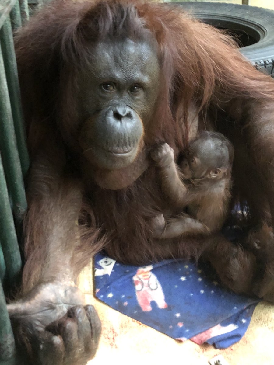 マルヤマン 円山動物園 公式 ボルネオオランウータン のレンボーが赤ちゃんの排泄を促していました 赤ちゃんのお尻が見えますね ﾉwﾉ 2枚目は隣の部屋の弟路郎です なんだか感慨深い表情にも見えてきますね 円山動物園 オランウータン