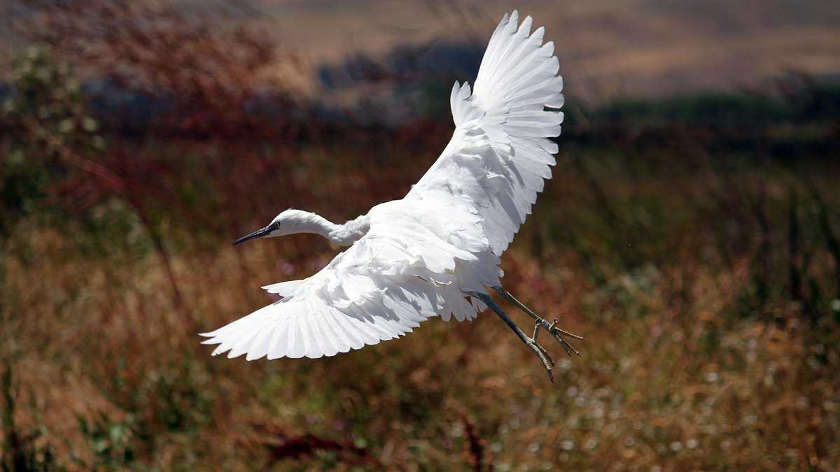 Snowy Egret release