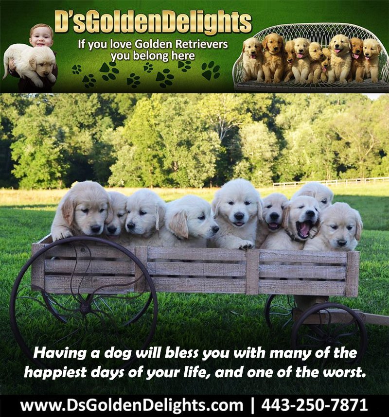 DsGolden_'s tweet image. Having a dog will bless you with many of the happiest days of your life, and one of the worst.
-Unknown 
#dsgoldendelights