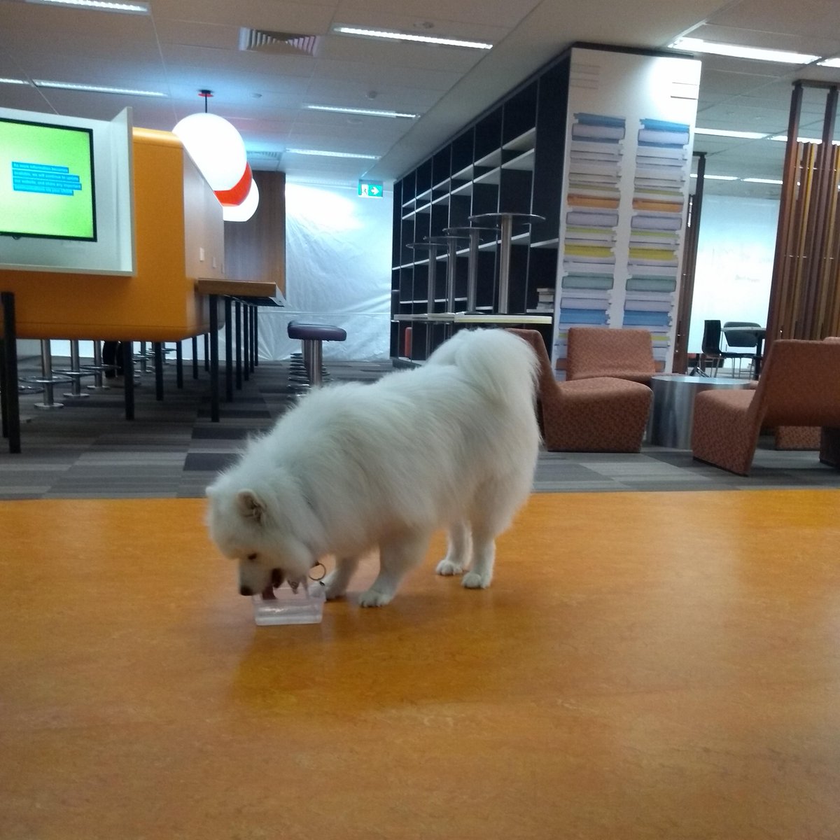 UNSWLibrary's tweet photo. As the hot weather continues, we advise you to stay hydrated and visit the Library for respite 🙂 #Samoyed #librarylife  #UNSWLibrary #UNSWDog https://t.co/TE6hWjI84f