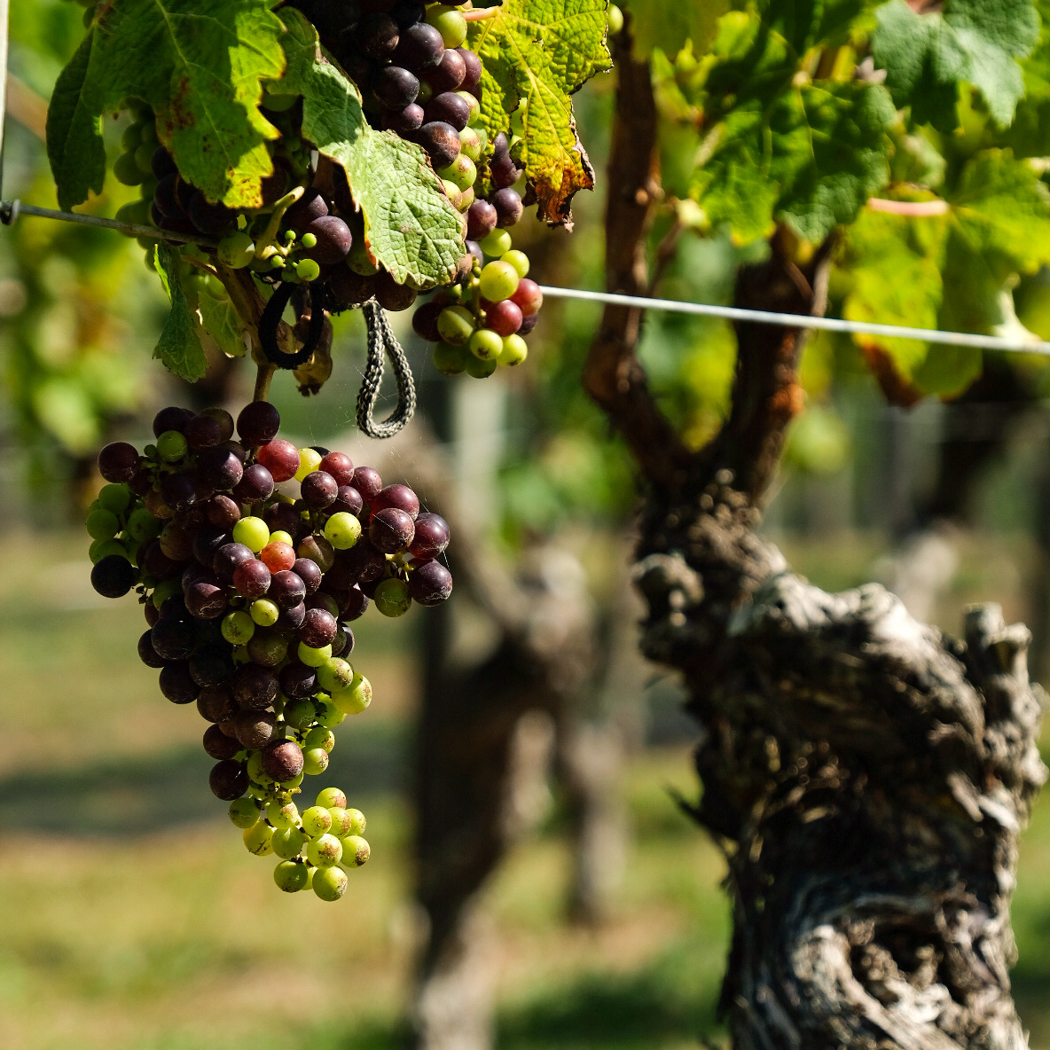 Te Motu Vineyard tweet media