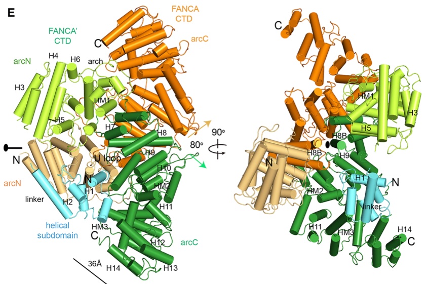 orlandoscharer's tweet photo. You can read our latest collaborative paper with the group of Yunje Cho - Cryo-EM structure of FANCG-FANCA with a contribution from our group on the importance of the interface for nuclear localization here 
https://t.co/NMYeNObdw9 https://t.co/FmYdg2rt0G