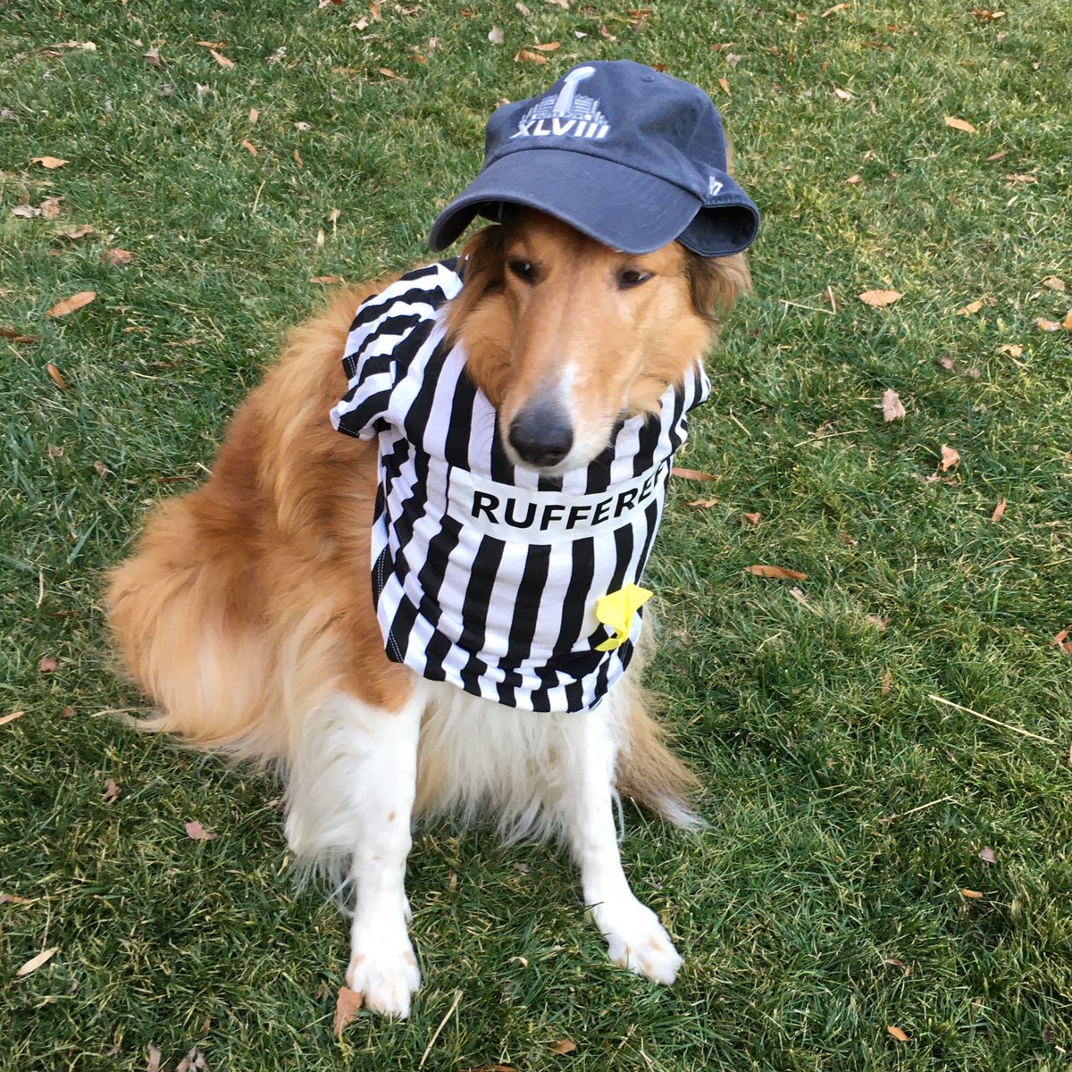 CollieCrusader's tweet photo. 🏈 I call a 🚩 flag on the play! 

#superbowlliv  🏈 #superbowl #superbowl2020 #puppybowlxvi #49ers #chiefs #rufferee #referee 
#collie #roughcollie #PuppyBowl https://t.co/n1ozxLpTZz