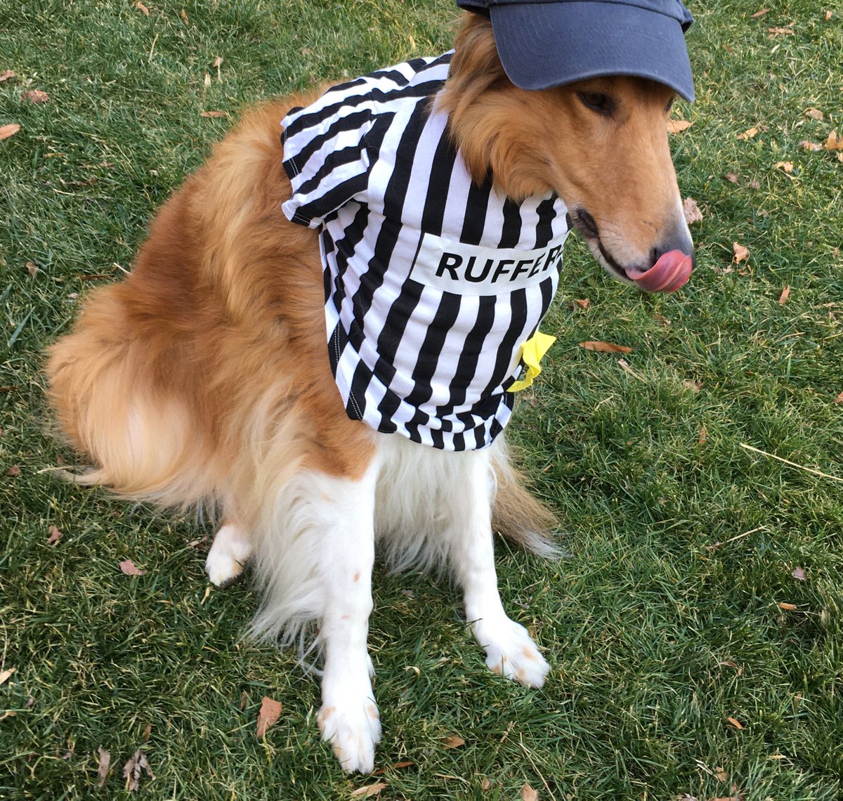 CollieCrusader's tweet photo. 🏈 I call a 🚩 flag on the play! 

#superbowlliv  🏈 #superbowl #superbowl2020 #puppybowlxvi #49ers #chiefs #rufferee #referee 
#collie #roughcollie #PuppyBowl https://t.co/n1ozxLpTZz