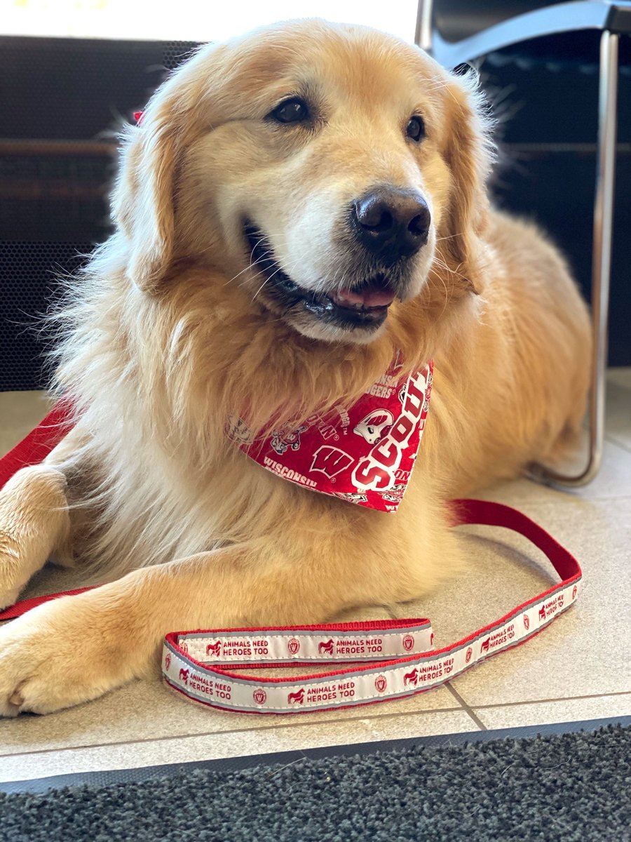 uwvetmed's tweet image. Congratulations to the #SuperBowl champion Kansas City @Chiefs! 🎉Just throwing this out there though... Scout for #SBLIV MVP? 🐶🐾❤️#PetsMakeADifference

vetmed.wisc.edu/scout/