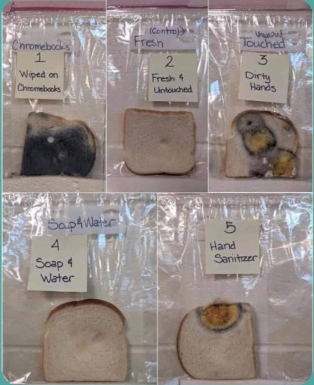 번역)
손 씻기의 중요성을 한 눈에 알수있는 실험

1. 크롬북 키보드를 닦은 빵
2. 손을 대지 않은 빵
3. 손으로 만진 빵
4. 비누로 닦은 손으로 만진 빵
5. 손 소독제만으로 소독하고 만진 빵