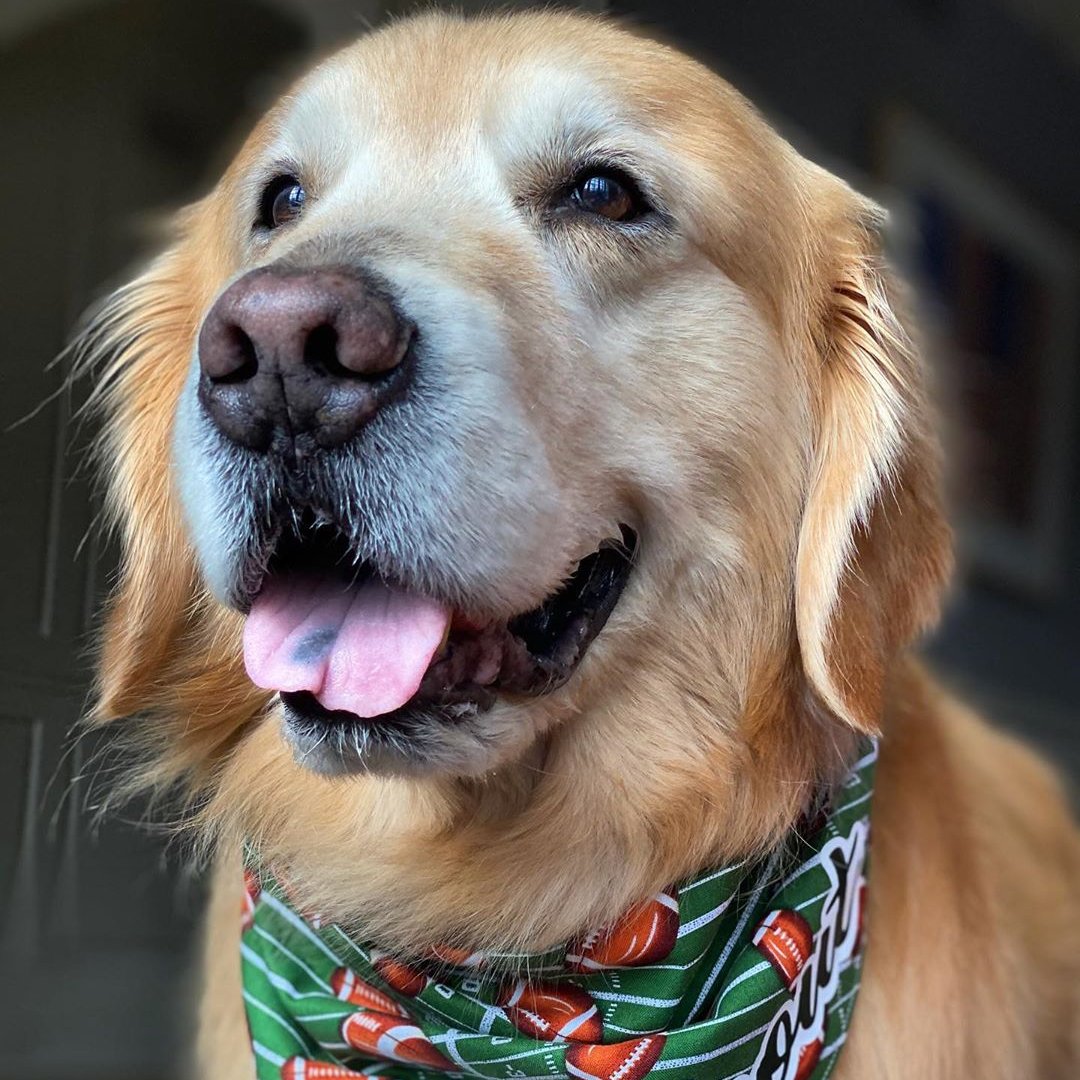 WeatherTech's tweet image. Thank you for letting Scout share his story with you tonight. You can keep up with Scout&apos;s journey on his Instagram account - WTScout. 

#PetsMakeaDifference #ScoutStrong #SuperBowl