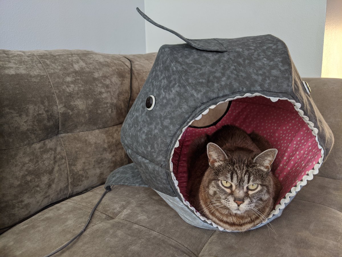 Very unimpressed cat sitting inside a little shark bed